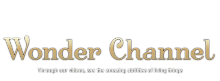 Wonder Channel