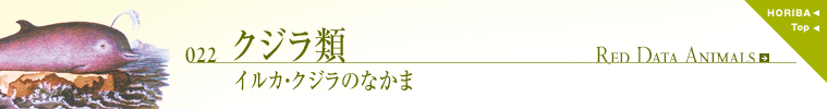 022クジラ類