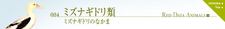 004ミズナギドリ類