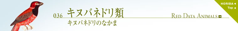 036キヌバネドリ類