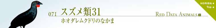 071スズメ類31